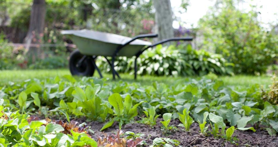 We use seasonal and locally sourced ingredients wherever we can in our Restaurants at Port Lympne Hotel & Reserve