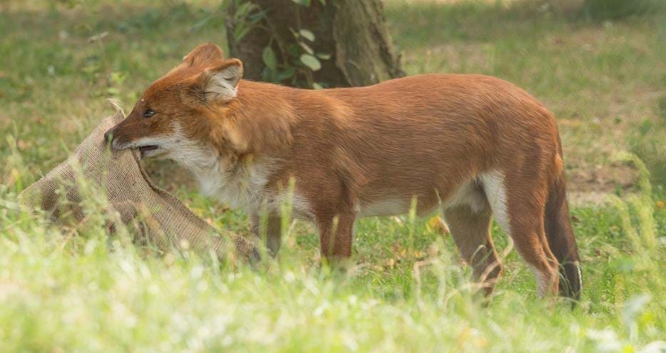 A dhole tackles scent enrichment at Howletts Wild Animal Park in Kent