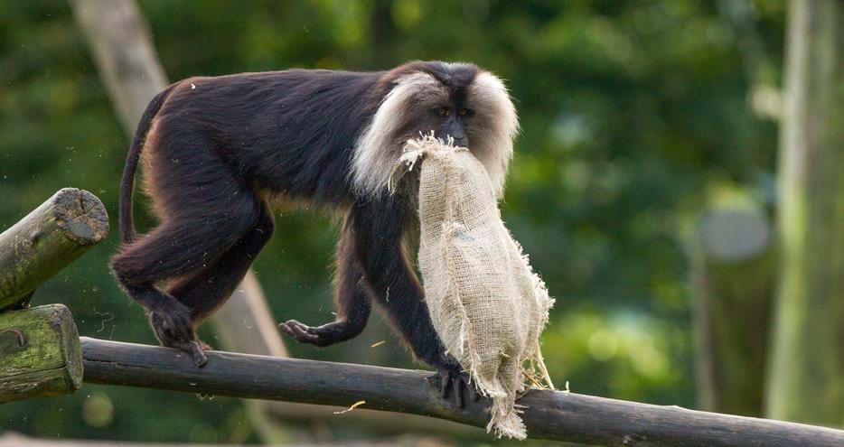 Lion tailed macaque enjoys Halloween themed enrichment at Howletts Wild Animal Park in Kent