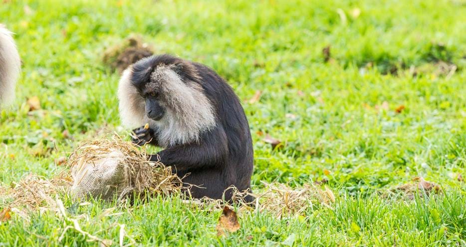 Lion tailed macaque enjoying an enrichment item at Howletts Wild Animal Park in Kent