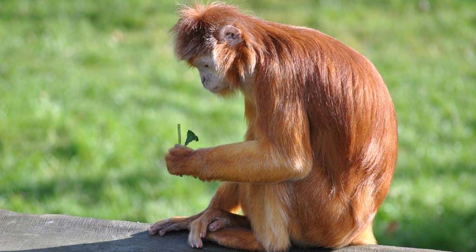 Javan langur enjoys novel food items at Howletts Wild Animal Park in Kent