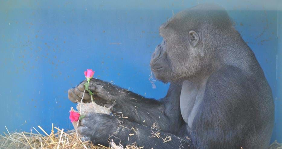 Western lowland gorilla gets hearts and flowers valentines treat at Howletts Wild Animal Park in Kent