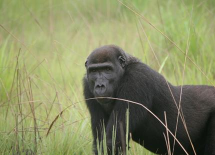 Wild western lowland gorilla Loketo at The Aspinall Foundation's gorilla project in Congo 