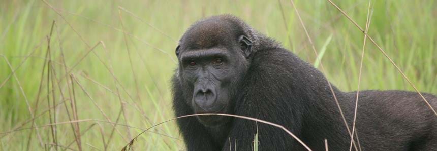 Wild western lowland gorilla Loketo at The Aspinall Foundation's gorilla project in Congo 