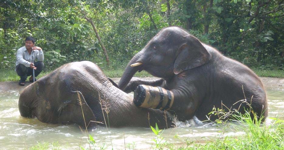 Rescued Asian elephants Chhouk (right) and Lucky in Cambodia.