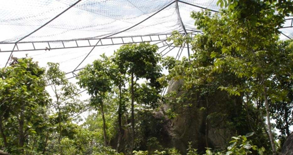 Clouded leopard pre-release enclosure in Cambodia