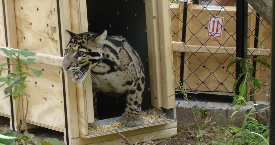 Clouded leopard De-dung from The Aspinall Foundation in UK arrives in Cambodia