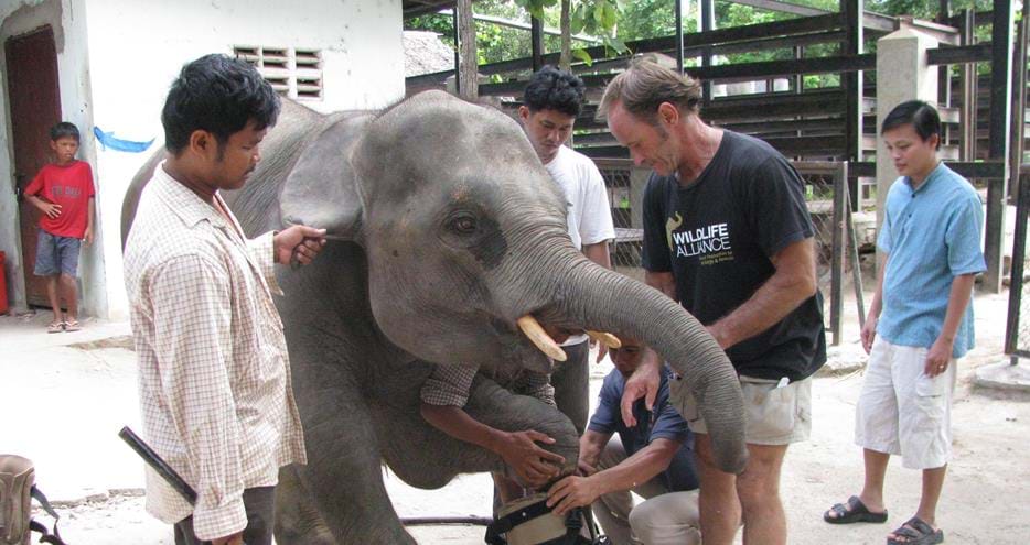 Chhouk the elephant being fitted with his second prosthetic funded by The Aspinall Foundation