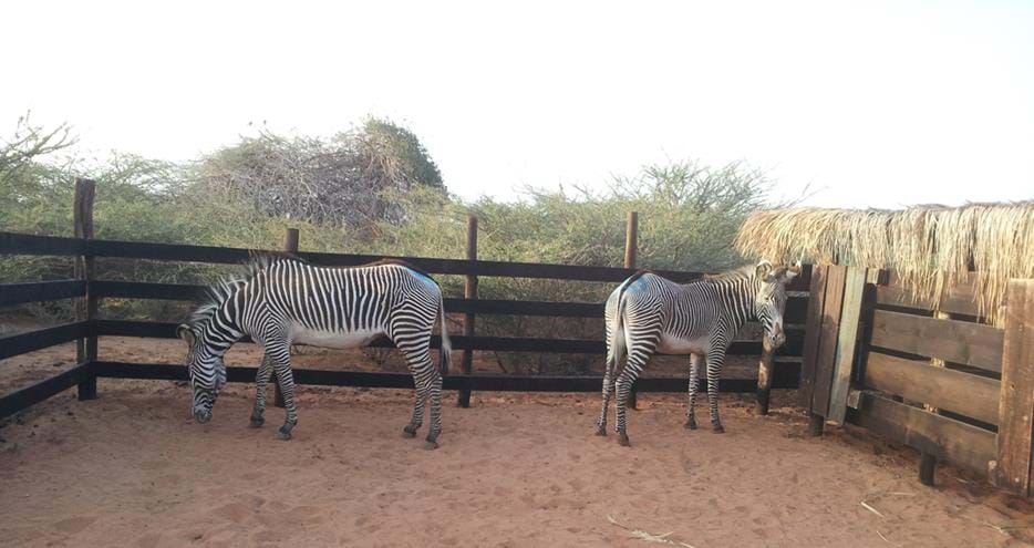 Zebras from The Aspinall Foundation explore their temporary enclosure before release in Djibouti, Africa