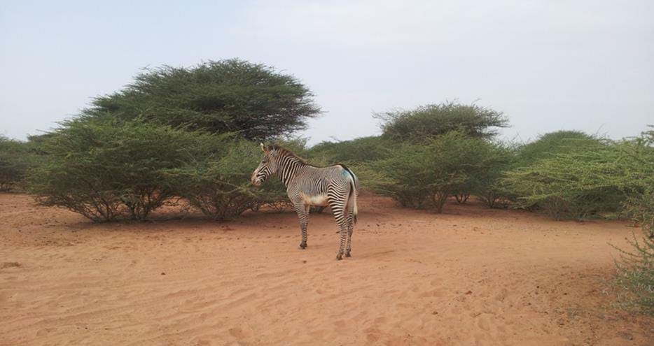Zebra from The Aspinall Foundation released into the wild in Djibouti
