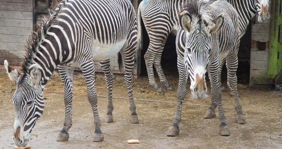 Zebras Casper, Babati and Karumwa at Port Lympne Reserve in Kent