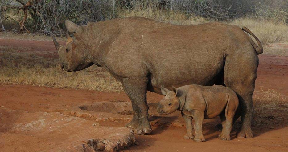 Eastern black rhino, Zawadi and her first calf in the wild