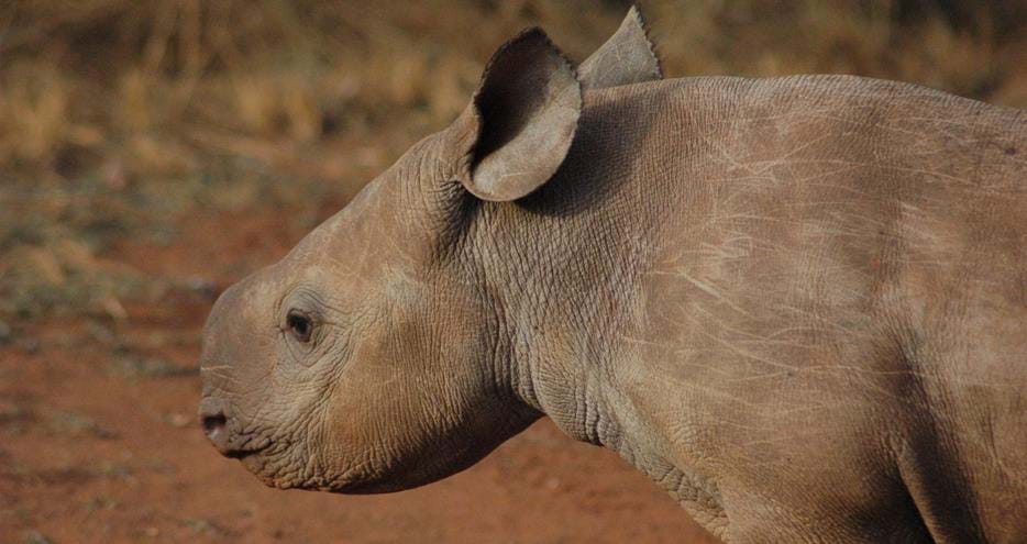 Eastern black rhino Grumeti's first calf in the wild