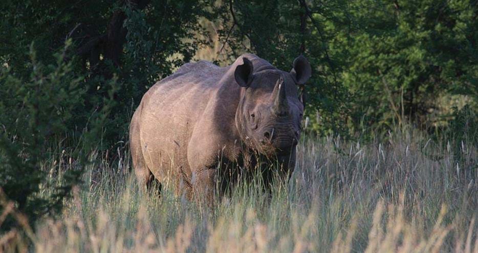 Eastern black rhino, Laikipia at home in the bush after being released by The Aspinall Foundation