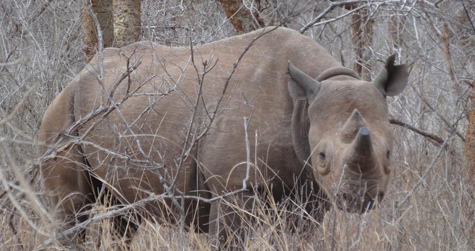 Eastern black rhino Monduli released back to the wild by The Aspinall Foundation