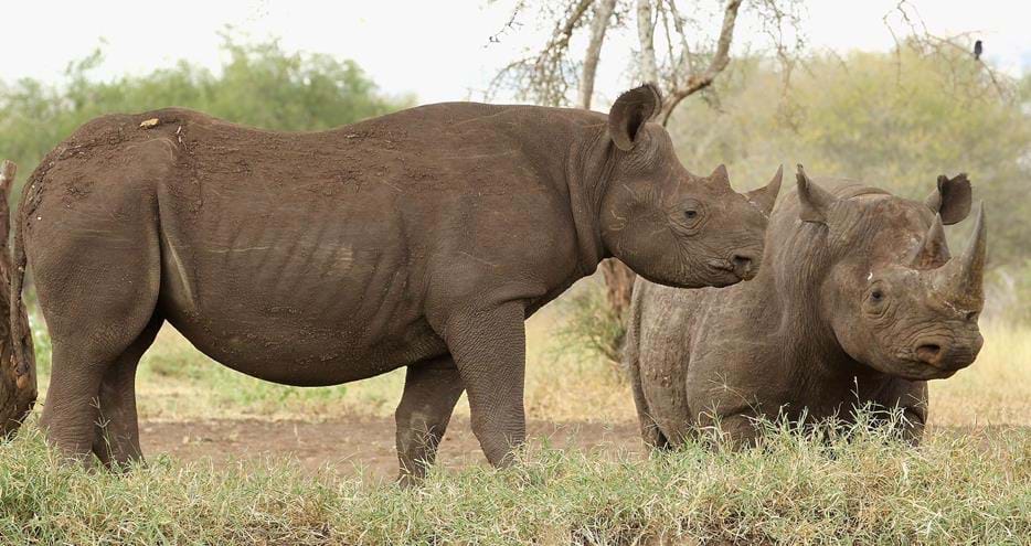 Wild rhinos in Tanzania supported by The Aspinall Foundation