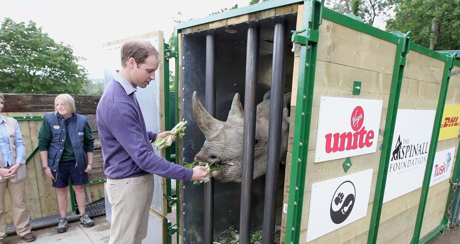 Prince William visited the rhinos at Port Lympne Reserve before their journey Back to the Wild