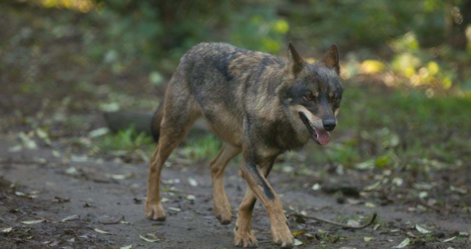 Iberian wolf at Howletts Wild Animal Park in Kent