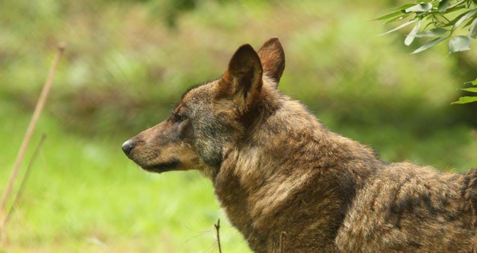 Iberian wolf at Howletts Wild Animal Park in Kent