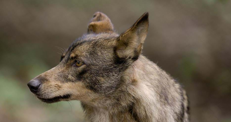 Iberian wolf at Howletts Wild Animal Park in Kent