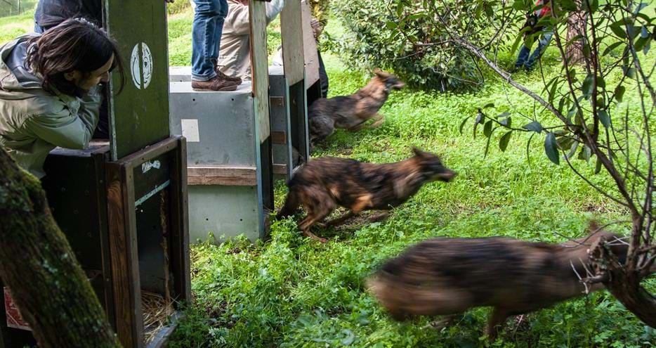 Iberian wolves from Howletts Wild Animal Park are released at Grupo Lobo, Portugal