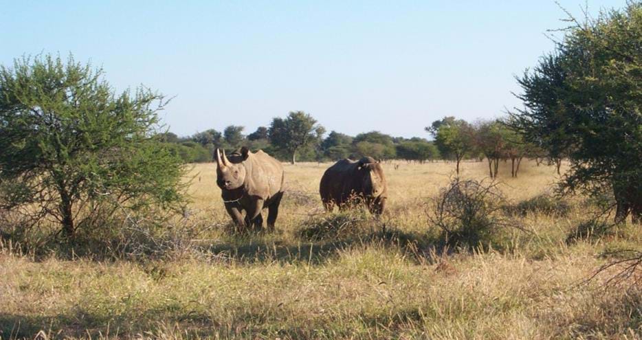 Black rhinos, Kivu and Tana from The Aspinall Foundation UK living free in the wild