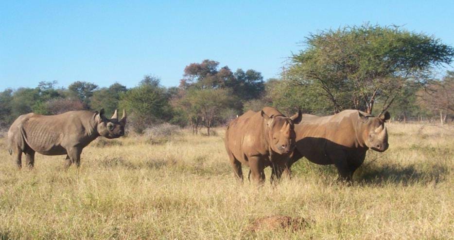 Black rhinos, Kivu and Tana from The Aspinall Foundation UK in the company of wild bull, Samson (left)