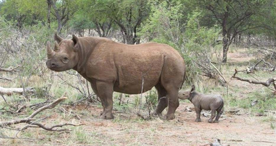 Black rhino, Kivu from The Aspinall Foundation UK living free in the wild with her first calf, Samson