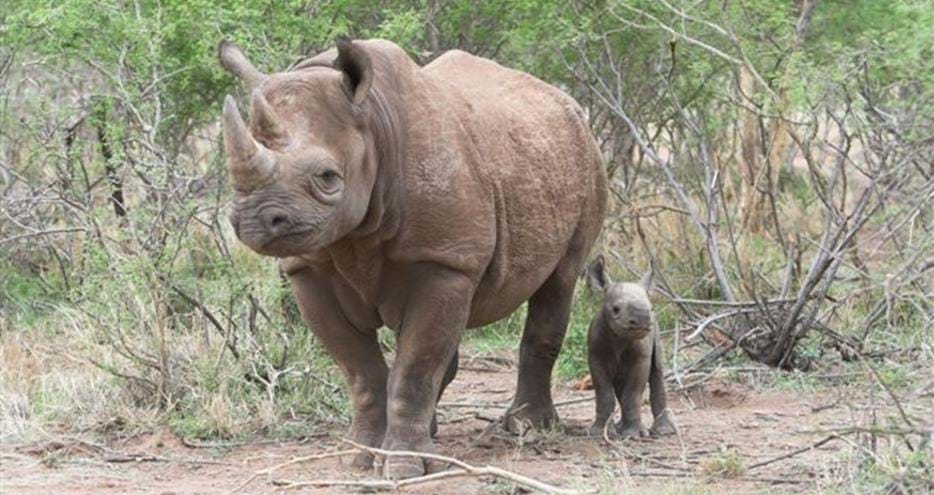 Black rhino, Kivu from The Aspinall Foundation UK living free in the wild with her first calf, Samson