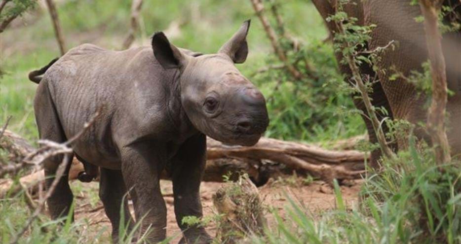 Samson, first calf born in the wild to black rhino, Tana from The Aspinall Foundation UK