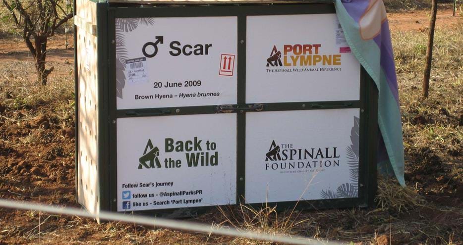 Brown hyena Scar from The Aspinall Foundation UK arrives in South Africa waiting to be released from his travel crate