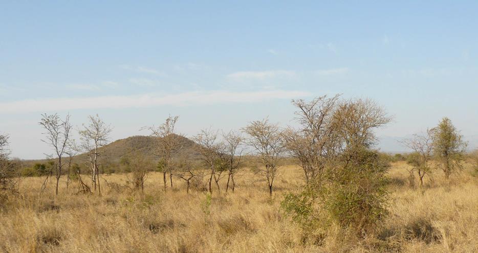 South Africa where brown hyena Scar, from The Aspinall Founation is living in the wild
