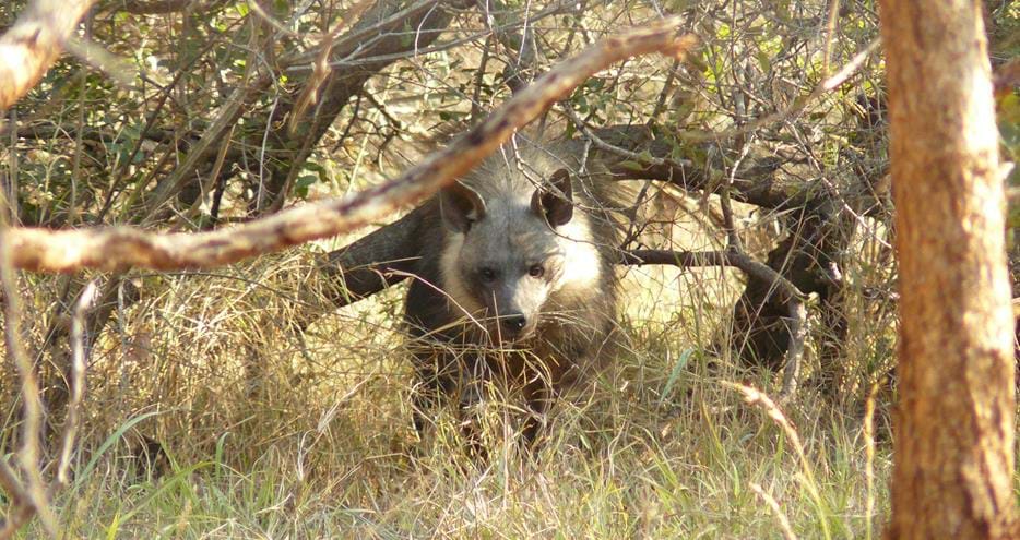 Brown hyena, Scar, from The Aspinall Foundation in the UK is living wild in South Africa