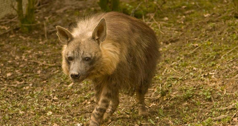 Brown hyena, Scar at Port Lympne Reserve, UK