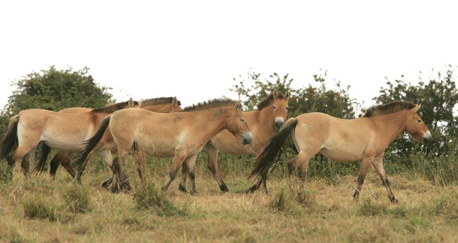 Przewalski Horses at Port Lympne Hotel & Reserve in Kent