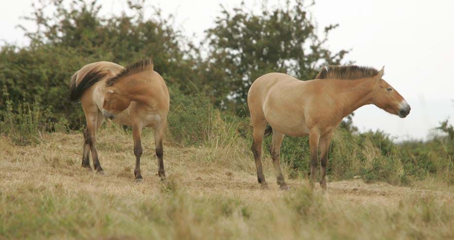 Przewalski Horses at Port Lympne Hotel & Reserve in Kent