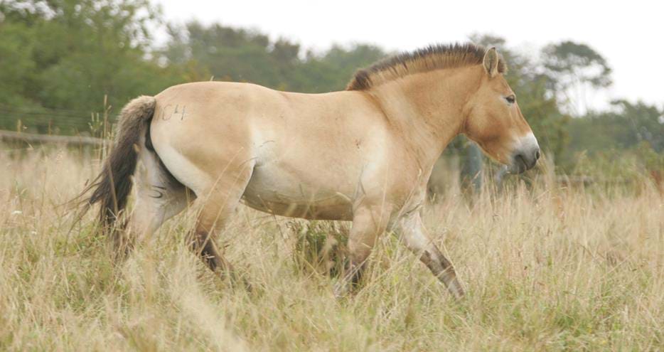 Przewalski Horse at Port Lympne Reserve, UK