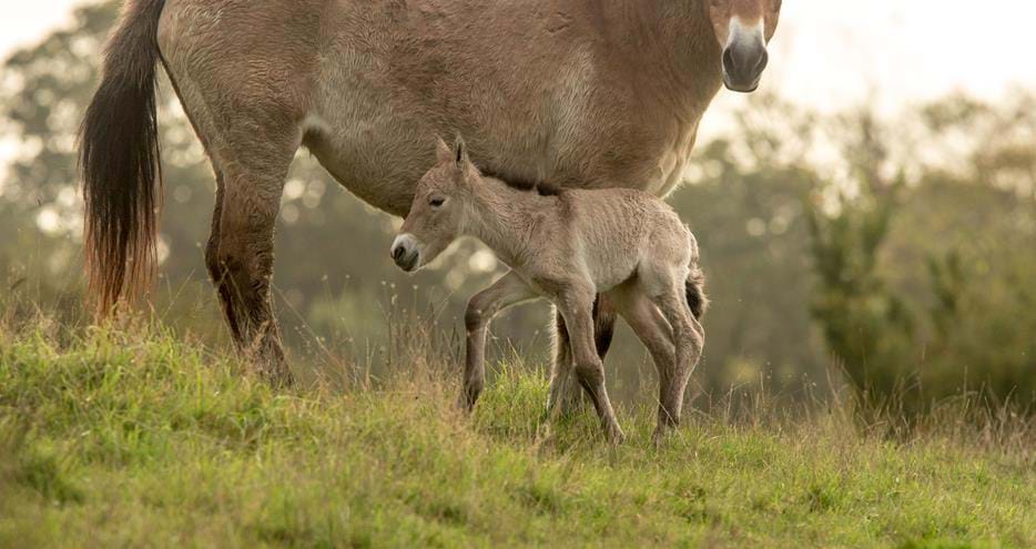 Przewalski horse foal at Port Lympne Reserve, Kent