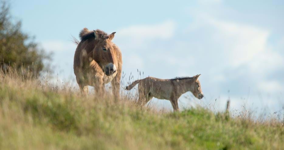 Przewalski horse mare and foal born at Port Lympne Reserve in the UK