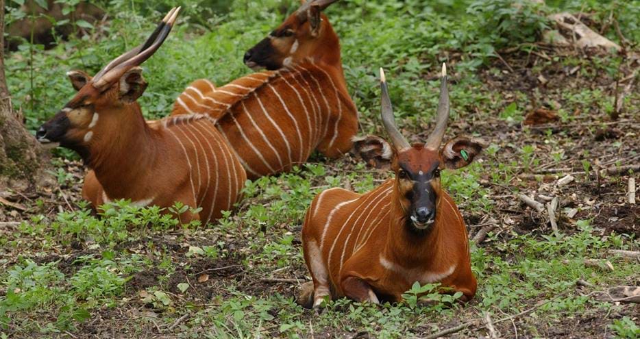Bongo herd at Port Lympne Hotel and Reserve in Kent