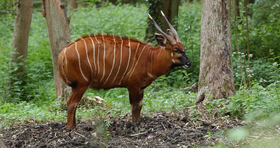 Bongo at Port Lympne Hotel and Reserve in Kent
