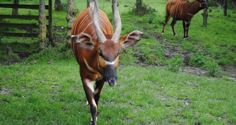 Bongo at Howletts Wild Animal Park in Kent