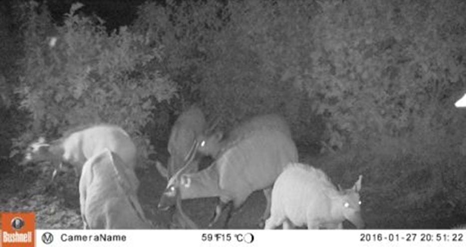 Wild bongo caught on camera trap by The Aspinall Foundation
