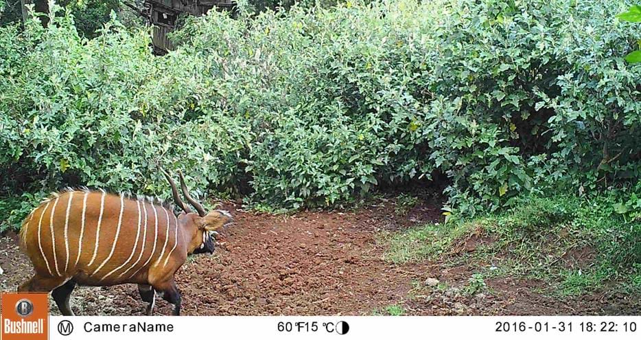 Bongo caught on camera trap donated by The Aspinall Foundation