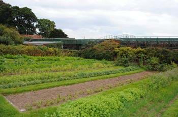 Horticulture Internship