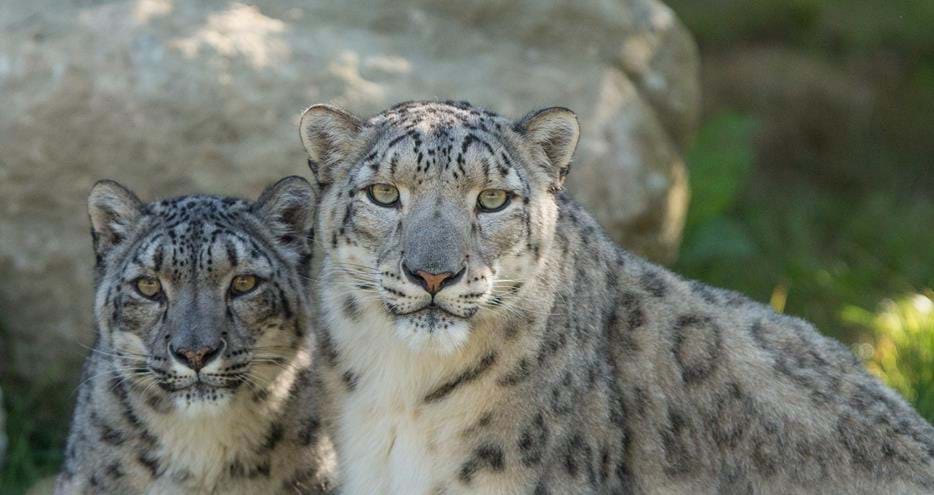 Snow leopards at Howletts Wild Animal Park in Kent, UK