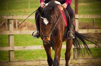 Horse Riding
