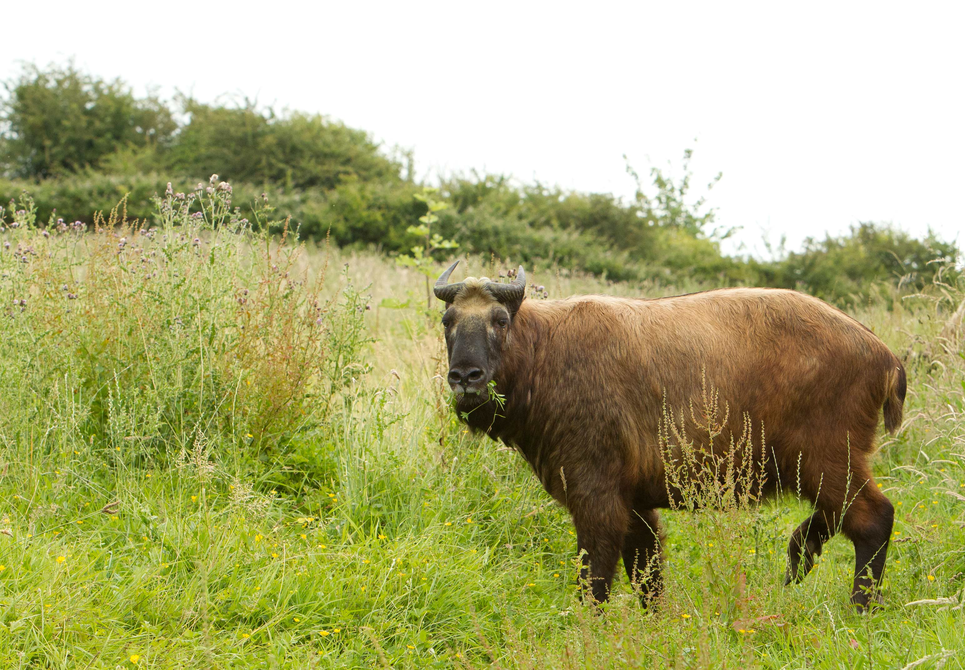 Mishmi Takin Goat-Antelope | The 