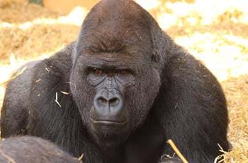 Ebeki the Gorilla