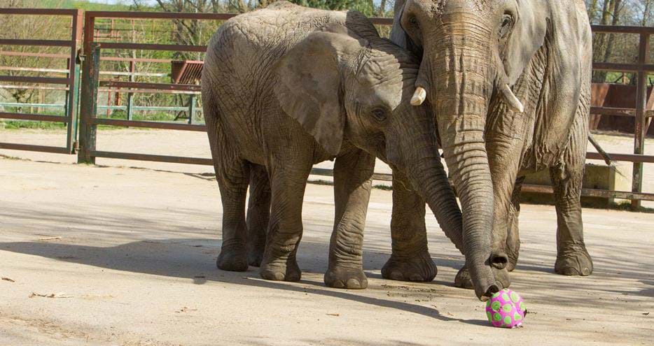 African Elephants investigate a papier mache egg at Howletts Wild Animal Park in Kent